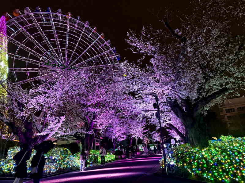 夜桜ジュエルミネーション